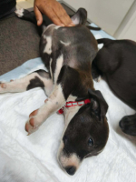 Adopter  chien : Briska