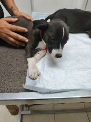 Adopter Briska