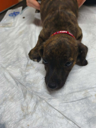 Adopter Bailey