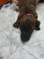 Adopter  chien : Bailey
