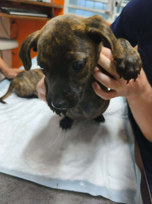 Adopter Bailey