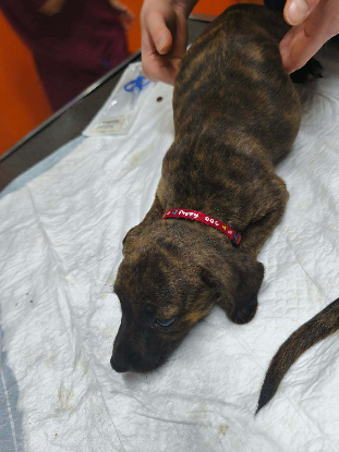 Adopter Bailey