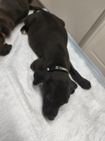 Adopter  chien : Itim