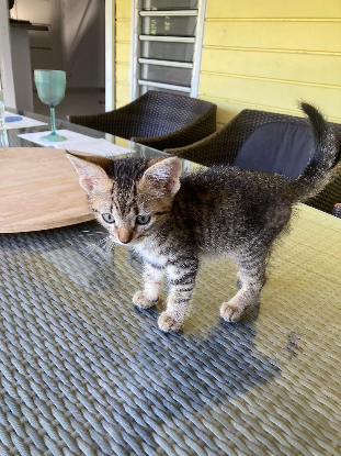Adopter Archibald
