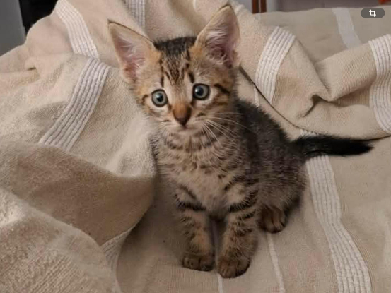 Adopter Archibald