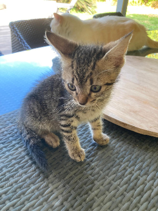 Adoption Archibald