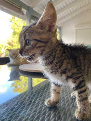 Adoption Archibald