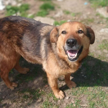 Adoption Migmiga