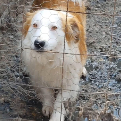 Adopter Marley