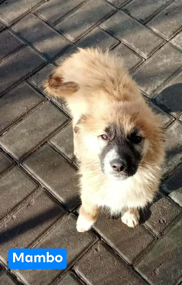 Adopter Mambo