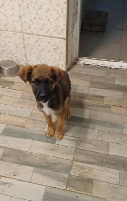 Adopter Victor