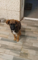 Adopter  chien : Victor
