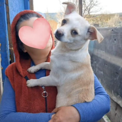 Adopter Snow