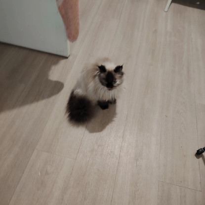 Adopter La mama