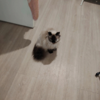 Adopter  chat : La mama