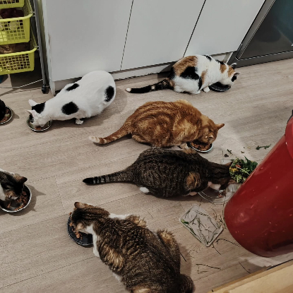 Adopter La mama