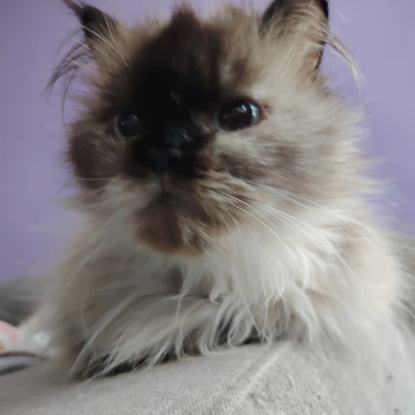 Adopter La mama