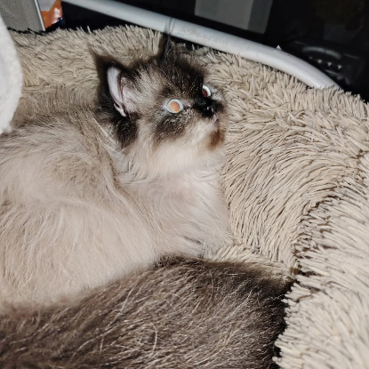 Adoption La mama