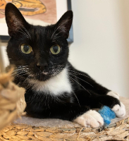 Adopter  chat : Socks