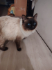 Gizmo