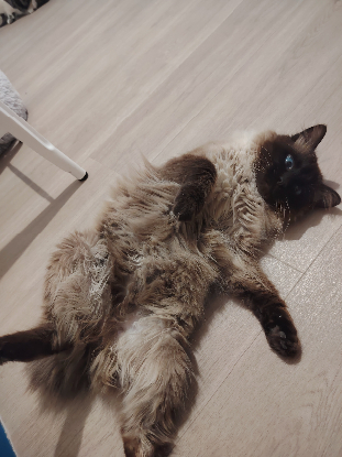 Adopter Gizmo