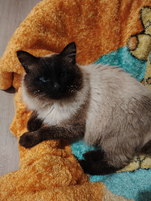 Adopter Gizmo