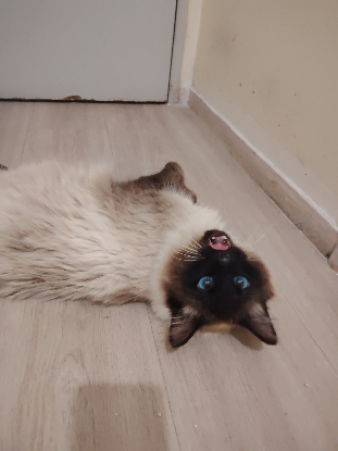 Adoption Gizmo