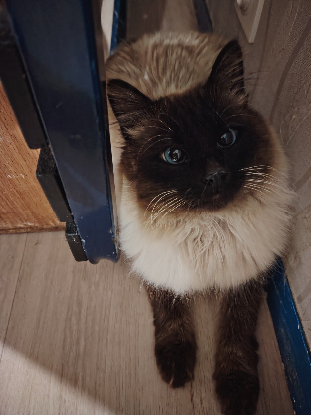 Adoption Gizmo