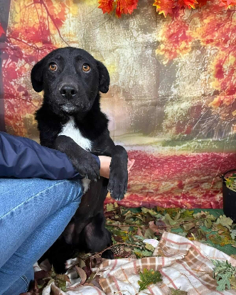 Adopter Alinea