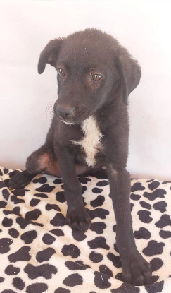 Adoption Alinea