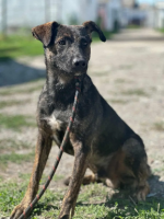 Adopter  chien : Jackpot