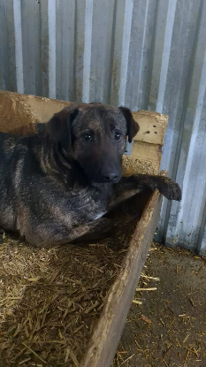 Adopter Jackpot