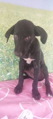 Adopter Scooby