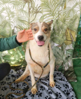 Adopter  chien : Yoda