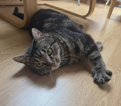 Adopter Gammvert