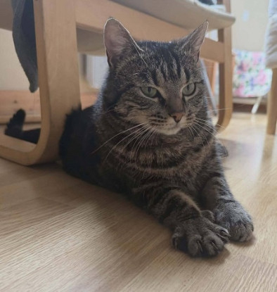 Adopter Gammvert