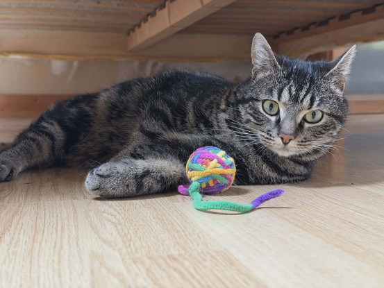 Adopter Gammvert