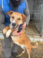 Adopter  chien : Lewis