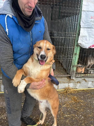Adopter Lewis