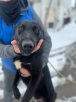 Adopter  chien : Aegon