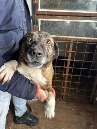 Adopter Laia