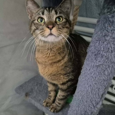 Adopter Lucie