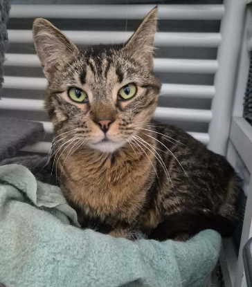 Adopter Lucie