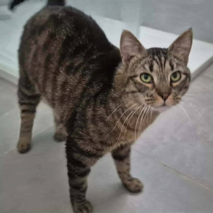 Adopter Lucie
