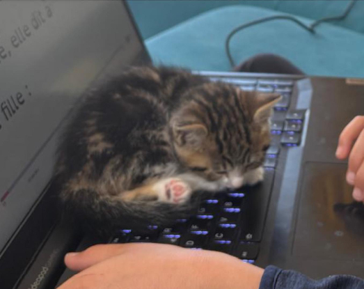 Adopter Peach