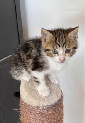 Adopter Peach