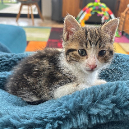 Adopter Peach