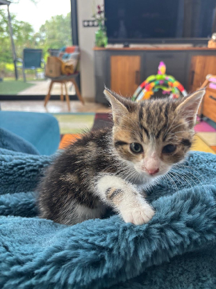 Adoption Peach