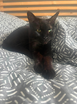 Adopter Nola