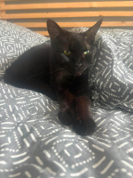 Adopter  chat : Nola